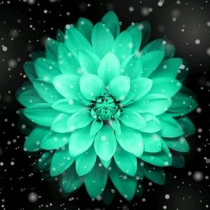 Meet your Posher, Cheyenne